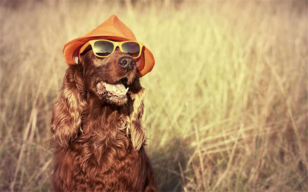 Synthetic summer theme for Windows 10 Picture 2