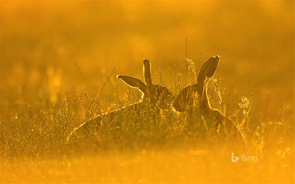 Synthetic summer theme for Windows 10 Picture 4