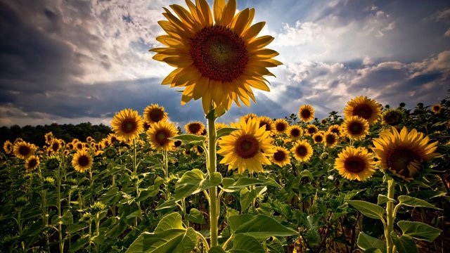 Synthetic wallpaper, beautiful sunflowers pictures Picture 10