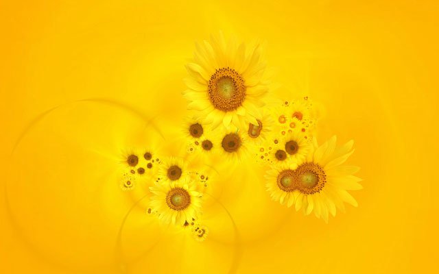 Synthetic wallpaper, beautiful sunflowers pictures Picture 12