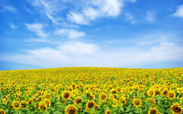 Synthetic wallpaper, beautiful sunflowers pictures Picture 13