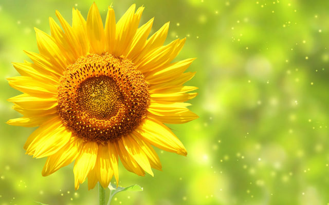 Synthetic wallpaper, beautiful sunflowers pictures Picture 14