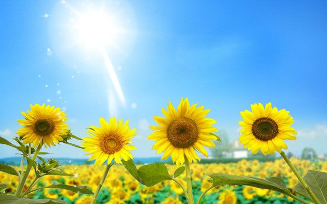 Synthetic wallpaper, beautiful sunflowers pictures Picture 15