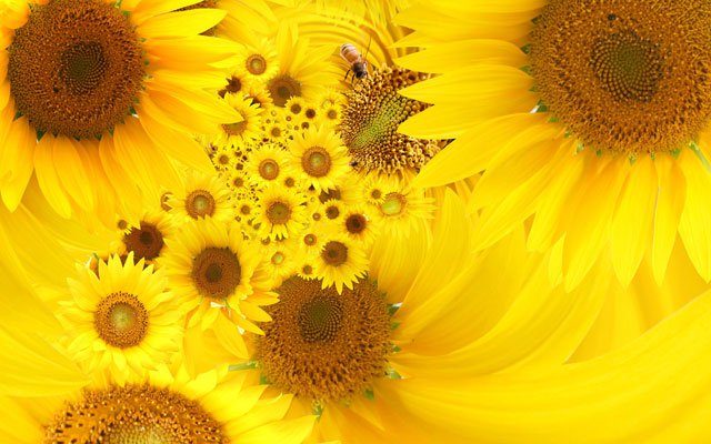 Synthetic wallpaper, beautiful sunflowers pictures Picture 17