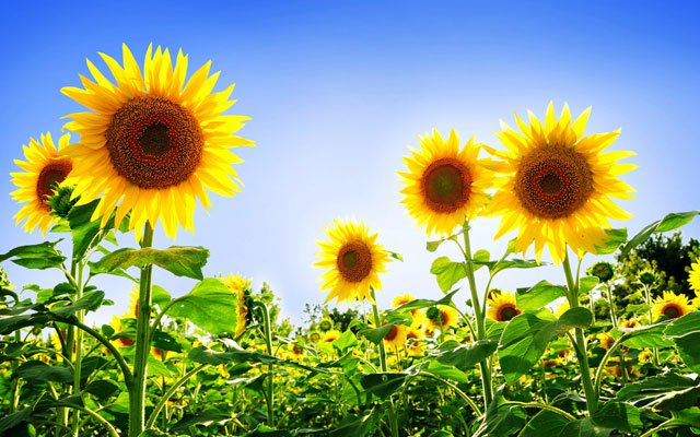 Synthetic wallpaper, beautiful sunflowers pictures Picture 18