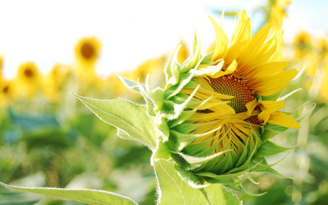 Synthetic wallpaper, beautiful sunflowers pictures Picture 8