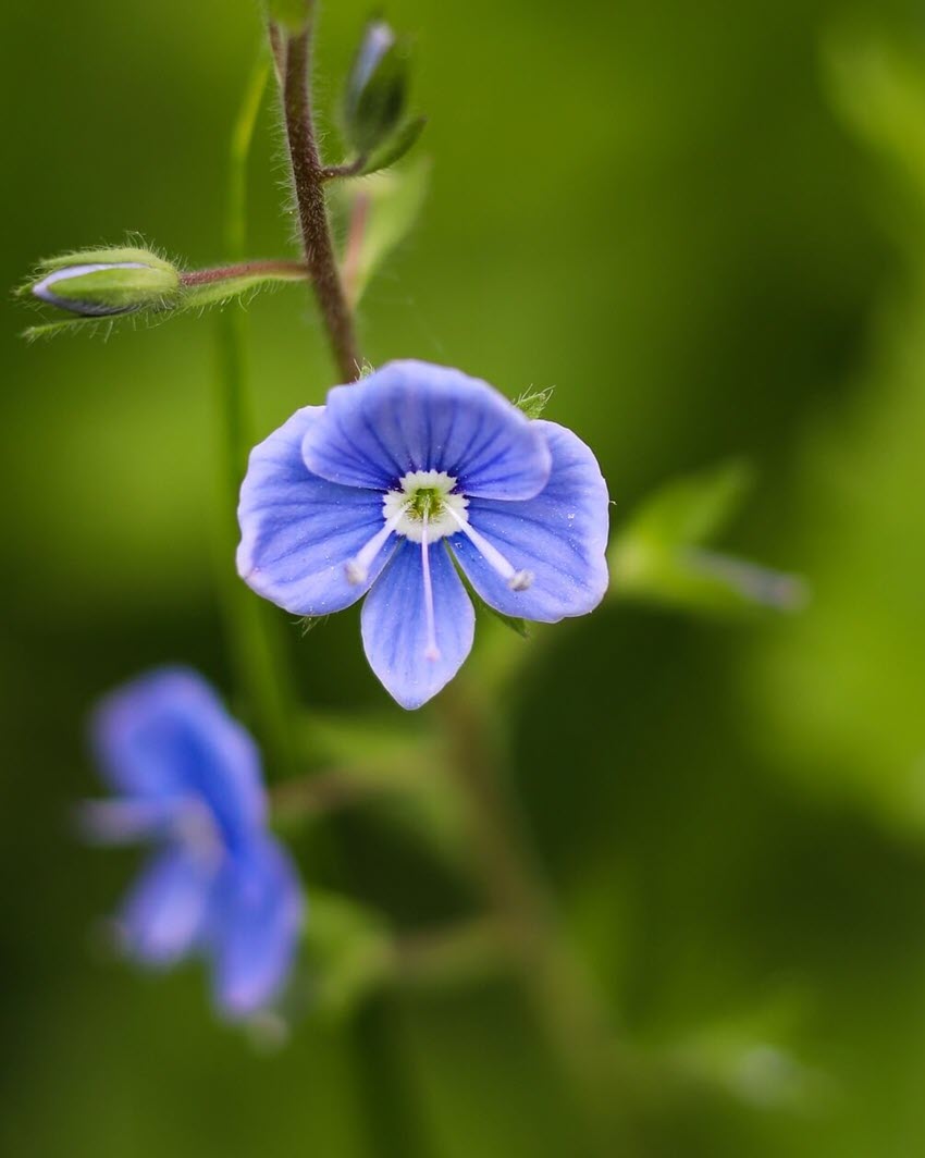 Synthetic wallpaper for the most beautiful Word Picture 34