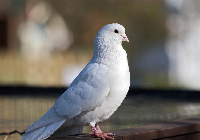 Take a look at the life of Nikola Tesla one of the most prominent inventors in human history Picture 8