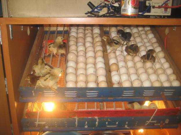 Technical procedure for selecting and incubating chicken eggs by machine Picture 2
