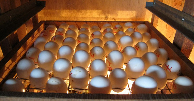 Technical procedure for selecting and incubating chicken eggs by machine Picture 3