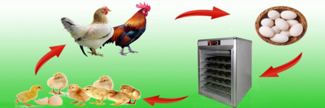 Technical procedure for selecting and incubating chicken eggs by machine Picture 5