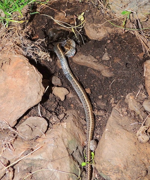 Terrifying spectacle: Giant spider cuts solid meat Picture 3
