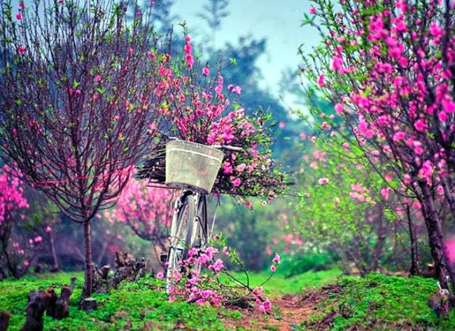 Tet wishes, good poems on spring to celebrate the new year 2018 Picture 1