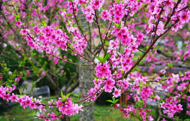 Tet wishes, good poems on spring to celebrate the new year 2018 Picture 2