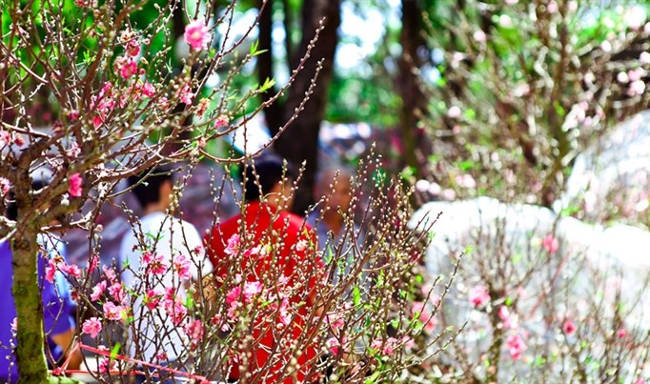 Tet wishes, good poems on spring to celebrate the new year 2018 Picture 7