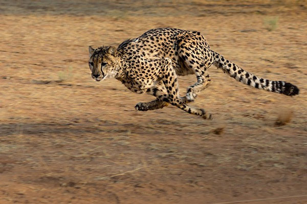 The 10 fastest animals on Earth Picture 1