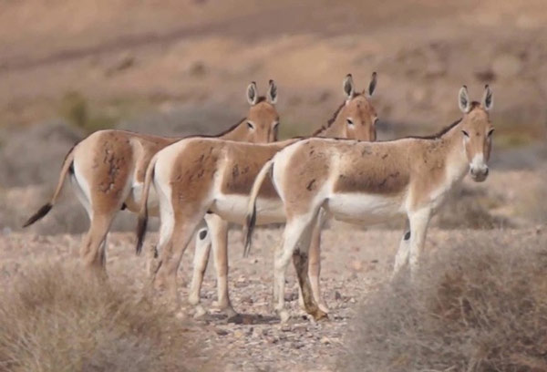 The 10 fastest animals on Earth Picture 10