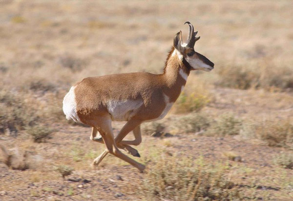 The 10 fastest animals on Earth Picture 3