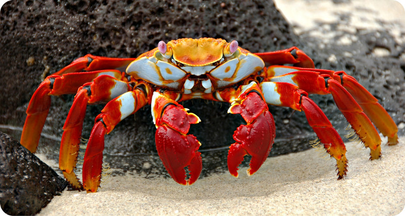The 10 most exotic crabs in the world you've probably never seen before Picture 10