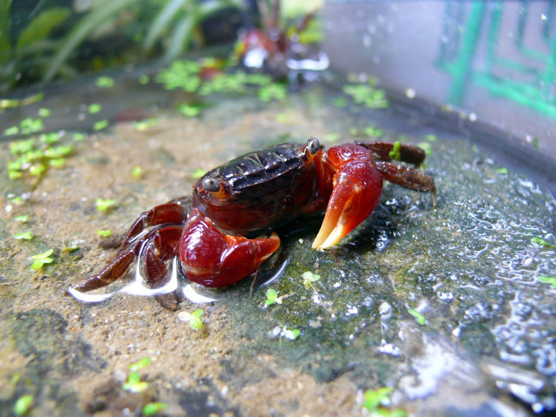 The 10 most exotic crabs in the world you've probably never seen before Picture 11