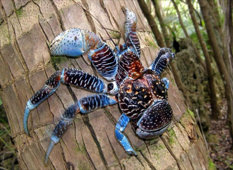 The 10 most exotic crabs in the world you've probably never seen before ...