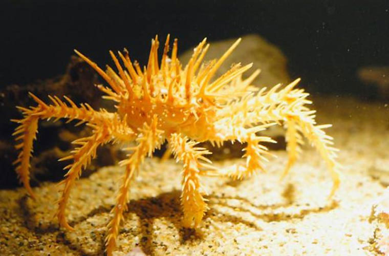 The 10 most exotic crabs in the world you've probably never seen before Picture 4