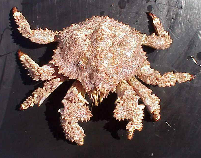 The 10 most exotic crabs in the world you've probably never seen before Picture 5