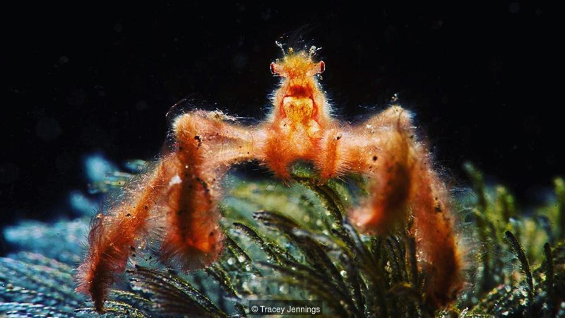 The 10 most exotic crabs in the world you've probably never seen before Picture 8