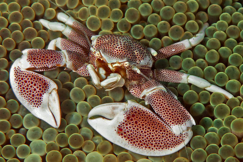The 10 most exotic crabs in the world you've probably never seen before Picture 9