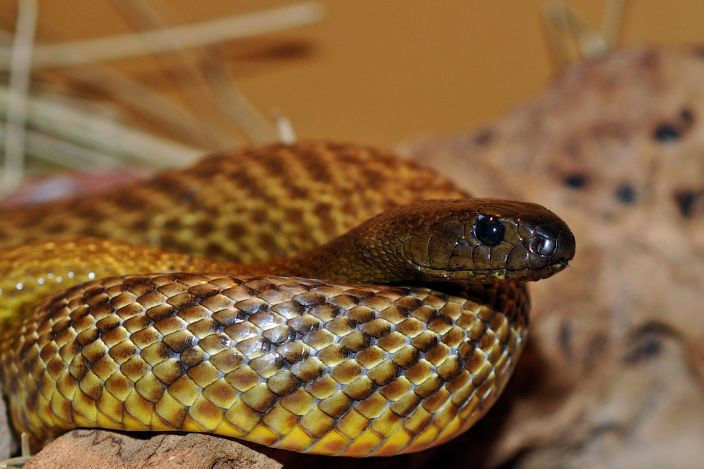 The 10 most powerful venom animals in the world, if you meet you should stay away Picture 3