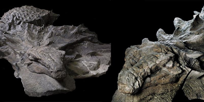 The 110 million-year-old dinosaur fossil intact as alive Picture 2