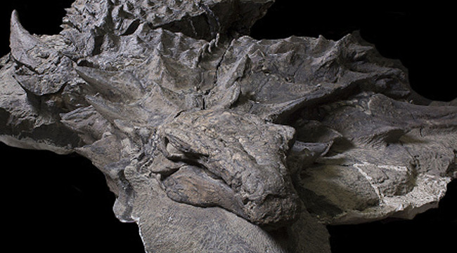 The 110 million-year-old dinosaur fossil intact as alive Picture 3