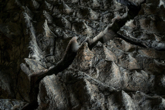 The 110 million-year-old dinosaur fossil intact as alive Picture 4