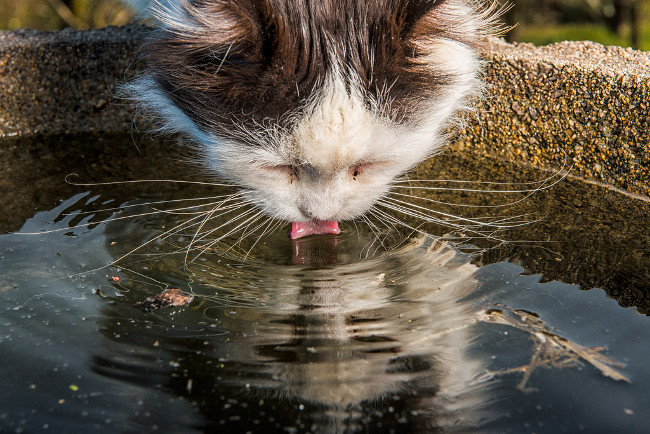 The 12 great benefits of drinking warm water may not be known Picture 5