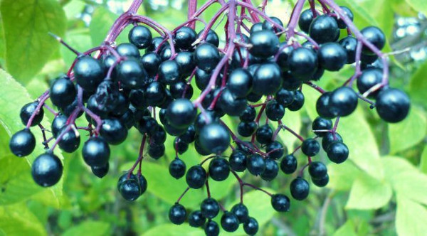 The 16 most dangerous dishes in the world including those of us who used to eat Picture 13