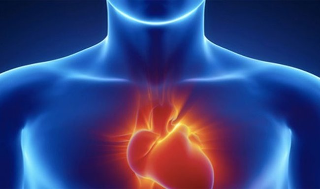 The 25 interesting facts about HEART may not be known to you Picture 10