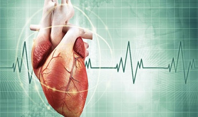 The 25 interesting facts about HEART may not be known to you Picture 17