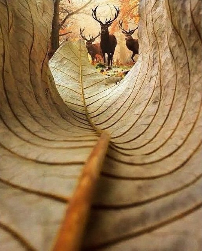 The 29 impromptu shooting moments are even more 'quality' than Photoshop images Picture 20