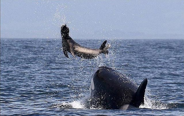 The 5 reasons why killer whales are 'cold-blooded' geniuses of the ocean Picture 1