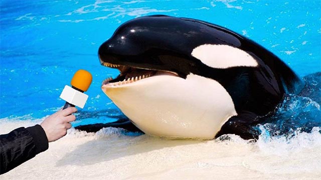 The 5 reasons why killer whales are 'cold-blooded' geniuses of the ocean Picture 11