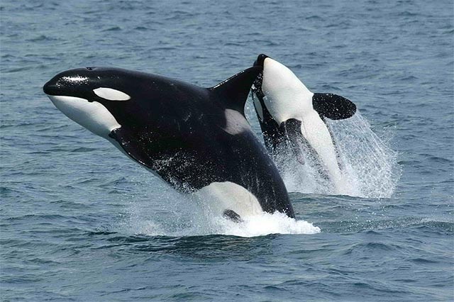 The 5 reasons why killer whales are 'cold-blooded' geniuses of the ocean Picture 2