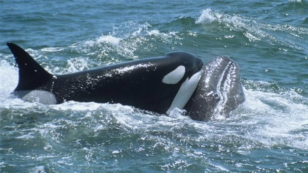 The 5 reasons why killer whales are 'cold-blooded' geniuses of the ocean Picture 5