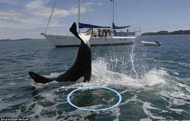 The 5 reasons why killer whales are 'cold-blooded' geniuses of the ocean Picture 6