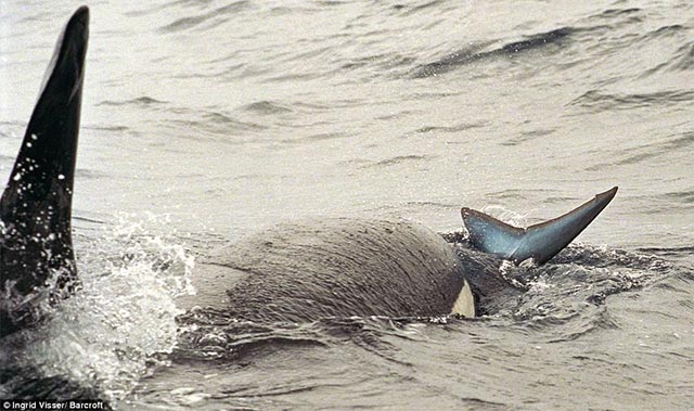 The 5 reasons why killer whales are 'cold-blooded' geniuses of the ocean Picture 7
