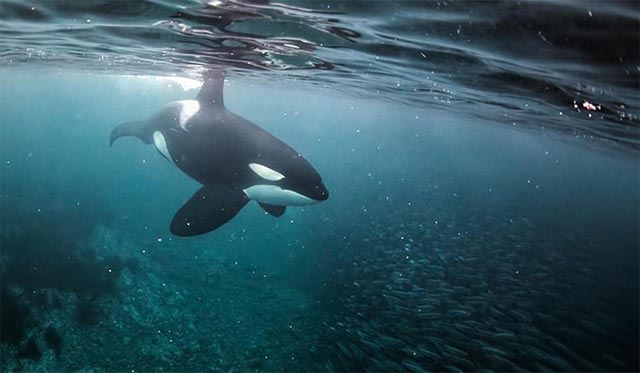 The 5 reasons why killer whales are 'cold-blooded' geniuses of the ocean Picture 8