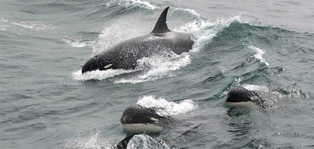 The 5 reasons why killer whales are 'cold-blooded' geniuses of the ocean Picture 9
