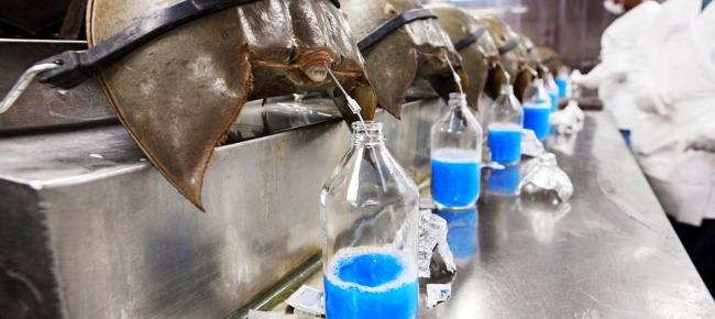 The 7 most expensive liquids on the planet, the most expensive scorpion venom, 213.3 billion VND / liter Picture 3