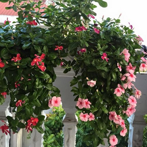 The beautiful balcony flowers, easy to live Picture 7