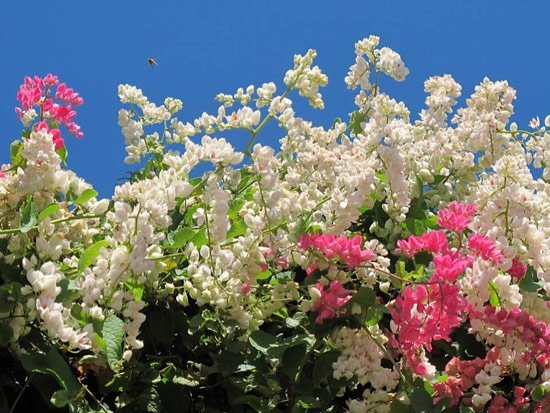 The beautiful balcony flowers, easy to live Picture 8
