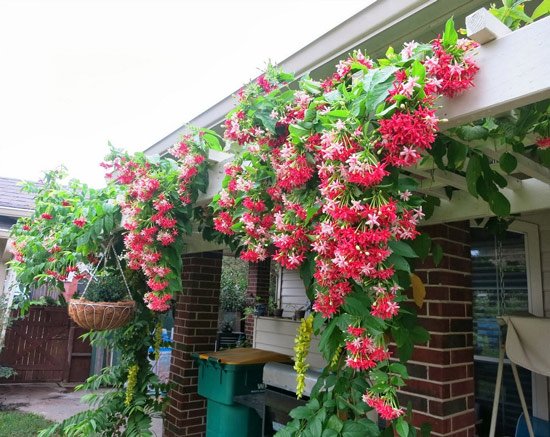 The beautiful balcony flowers, easy to live Picture 9